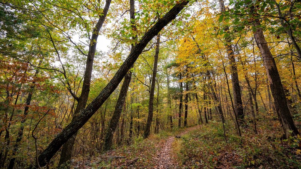 Robertson Mountain Trail, Shenandoah National Park