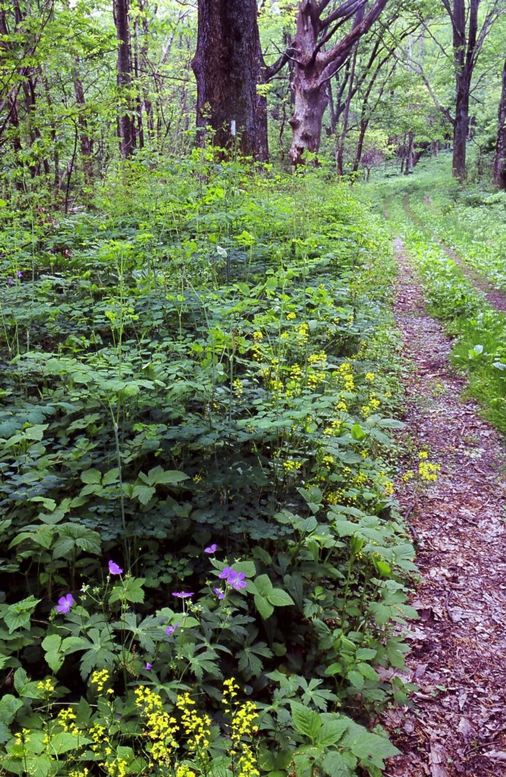 Appalachian Trail (Shenandoah National Park), Shenandoah National Park
