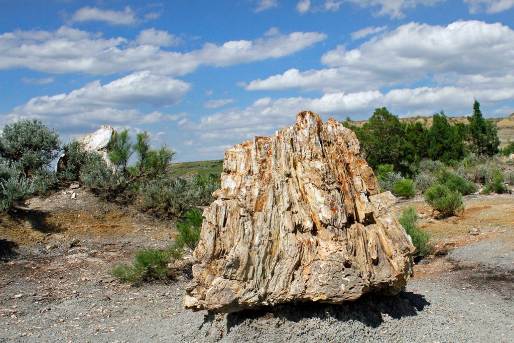 Petrified Forest Loop, Theodore Roosevelt National Park