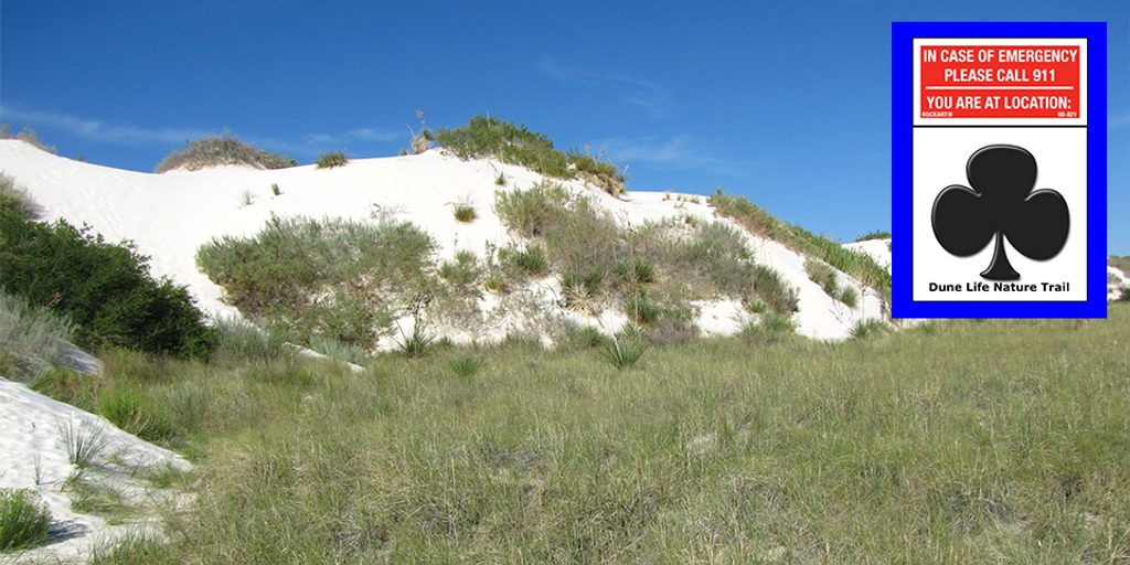 Dune Life Nature Trail, White Sands National Park
