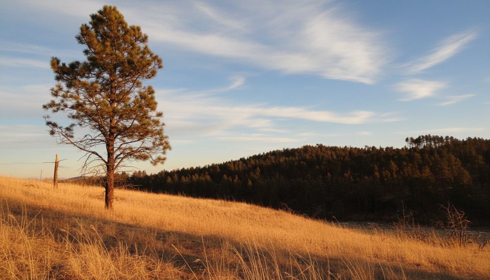 Elk Mountain Nature Trail, Wind Cave National Park