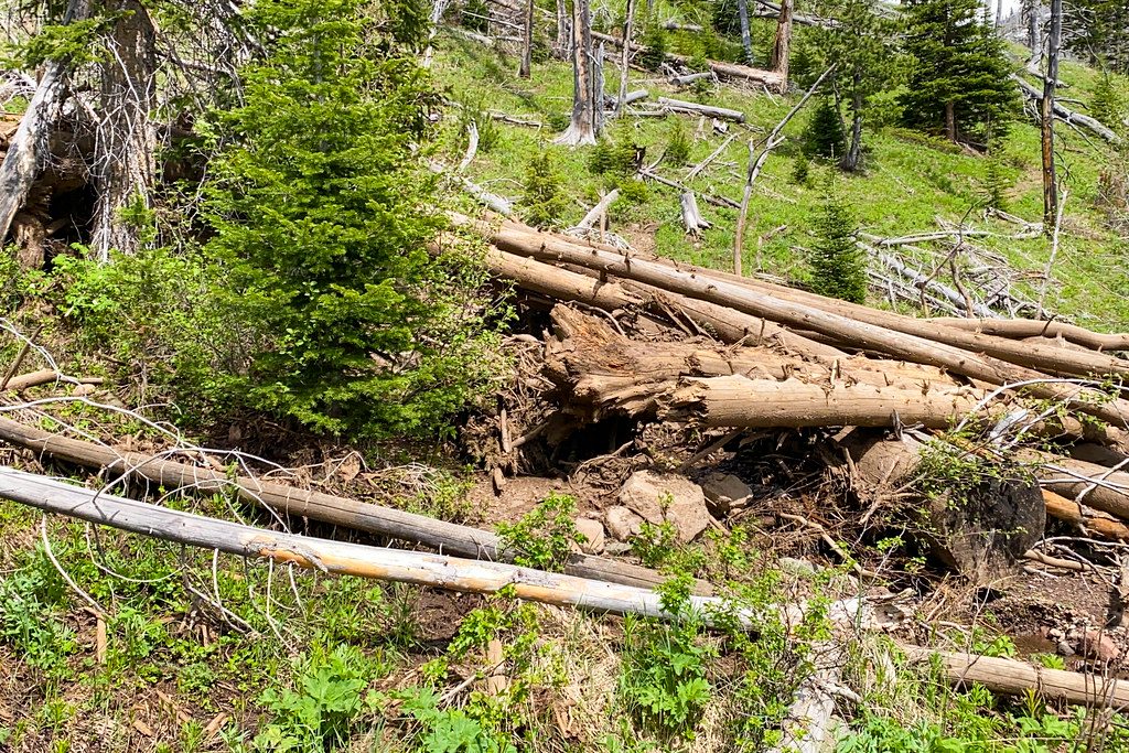 Bliss Pass Trail, Yellowstone National Park