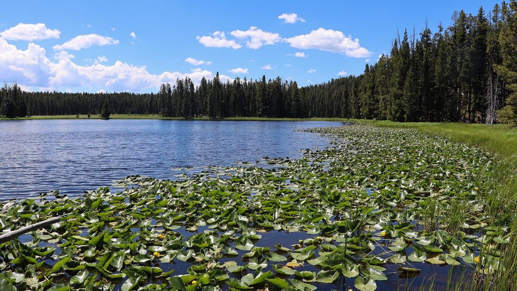 Ribbon Lake and Clear Lake Loop, Yellowstone National Park