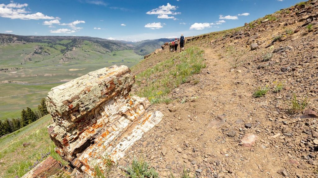 Specimen Ridge Trail, Yellowstone National Park