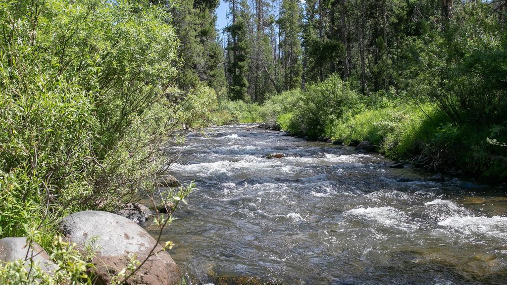 Specimen Creek, Yellowstone National Park