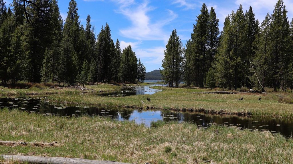 DeLacy Creek Trail, Yellowstone National Park