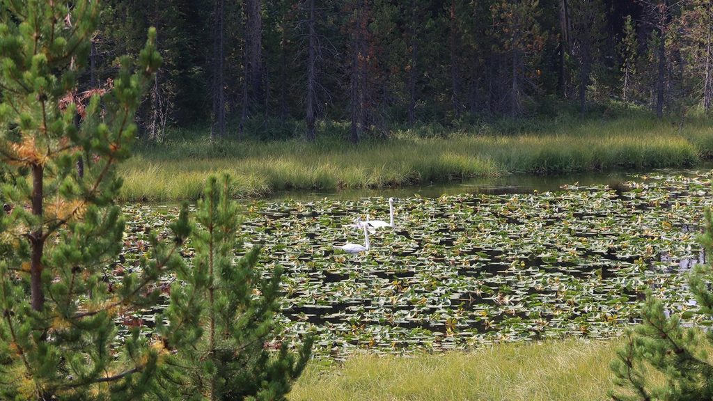 Howard Eaton-Cascade Lake-Norris, Yellowstone National Park