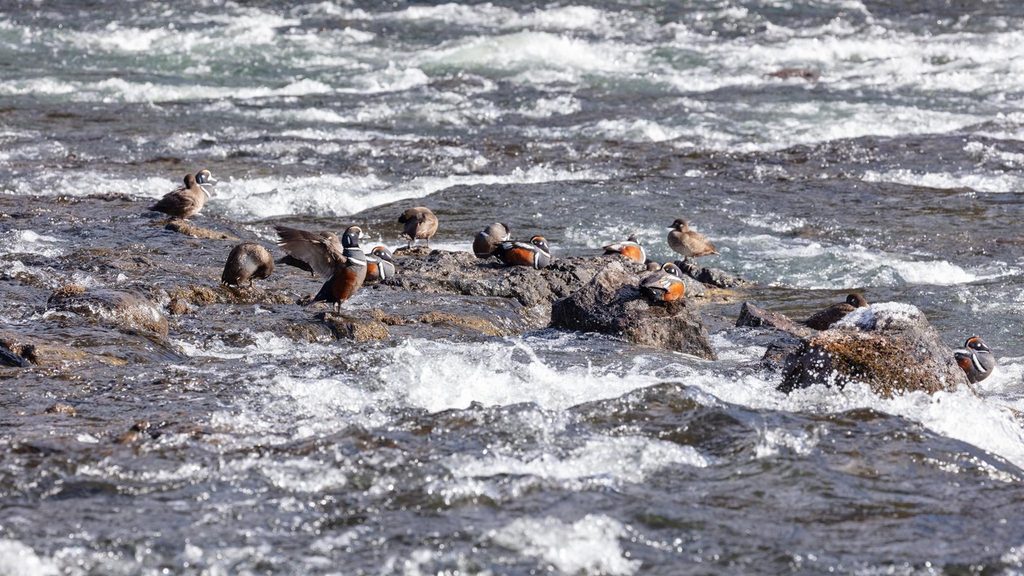 LeHardy Rapids Trail, Yellowstone National Park