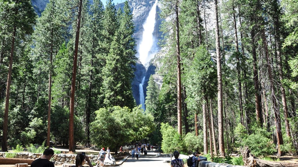 Lower Yosemite Fall Trail, Yosemite National Park