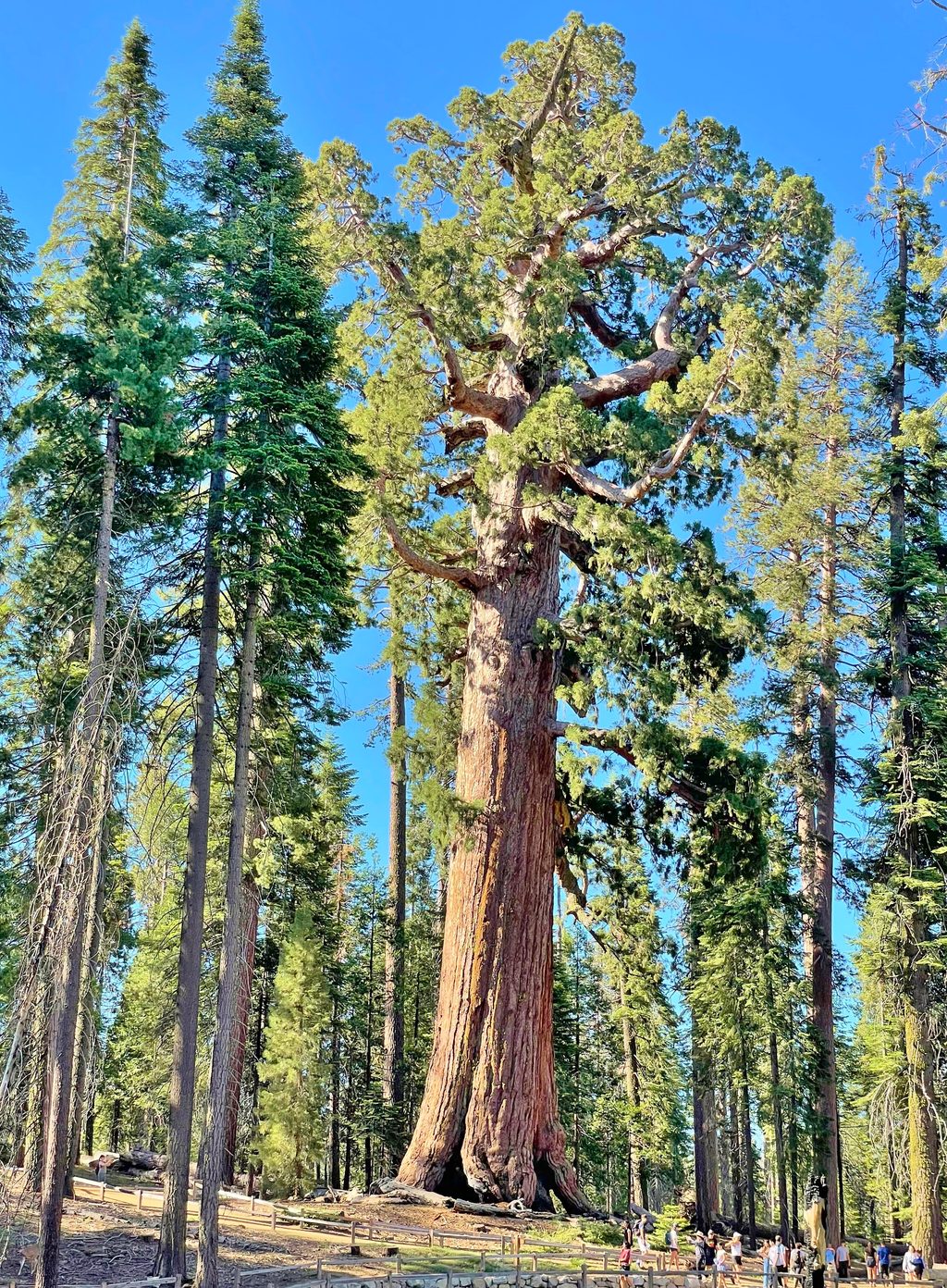 Grizzly Giant Loop Trail, Yosemite National Park