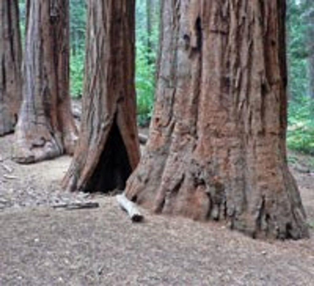 Merced Grove Trail, Yosemite National Park