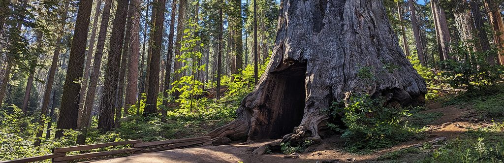 Tuolumne Grove Nature Trail, Yosemite National Park