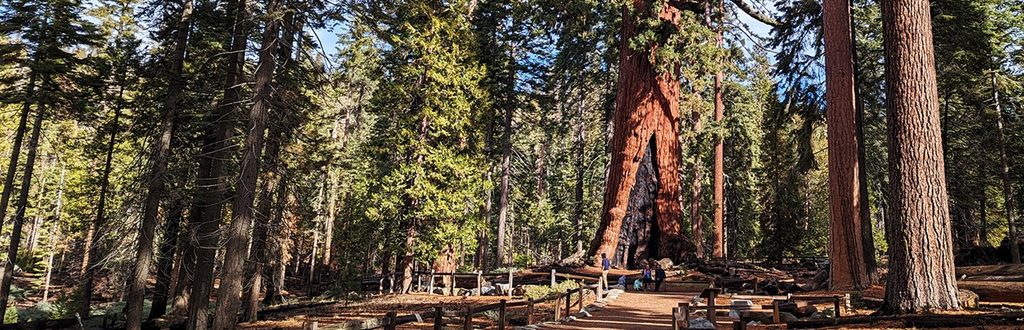 Mariposa Grove Trail to Wawona Point, Yosemite National Park